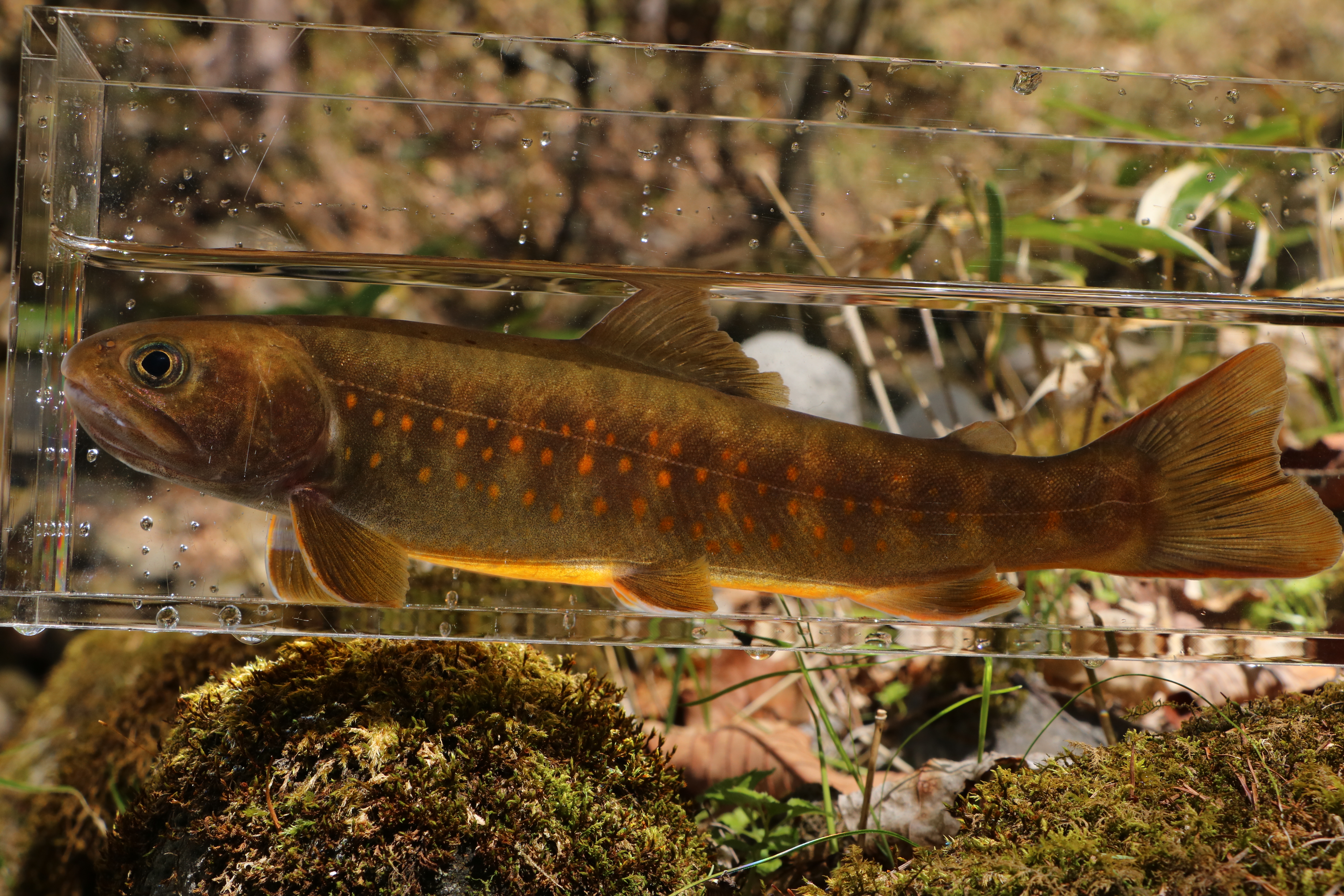 ヤマトイワナ — 全身側面