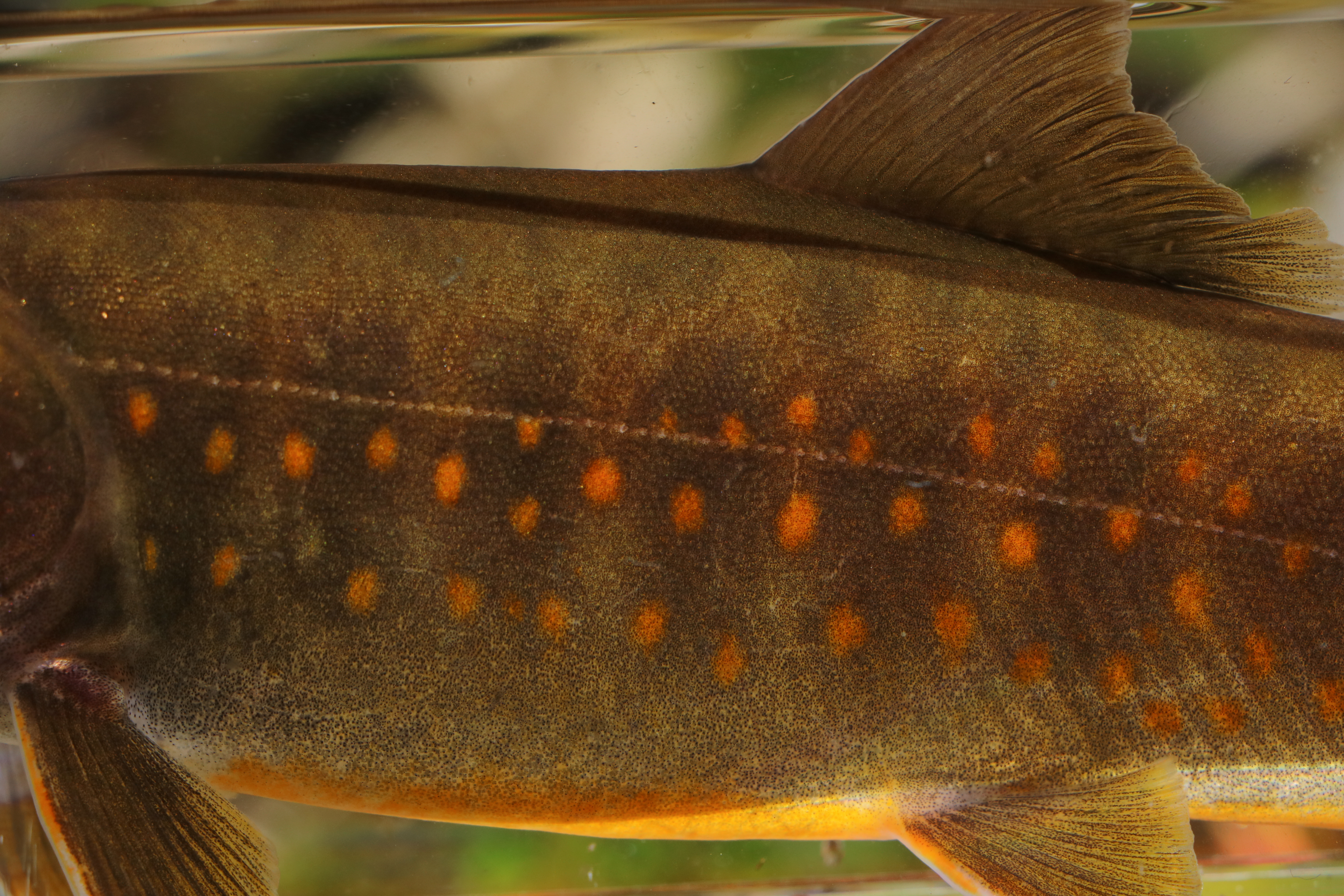 ヤマトイワナ体側斑紋クローズアップ