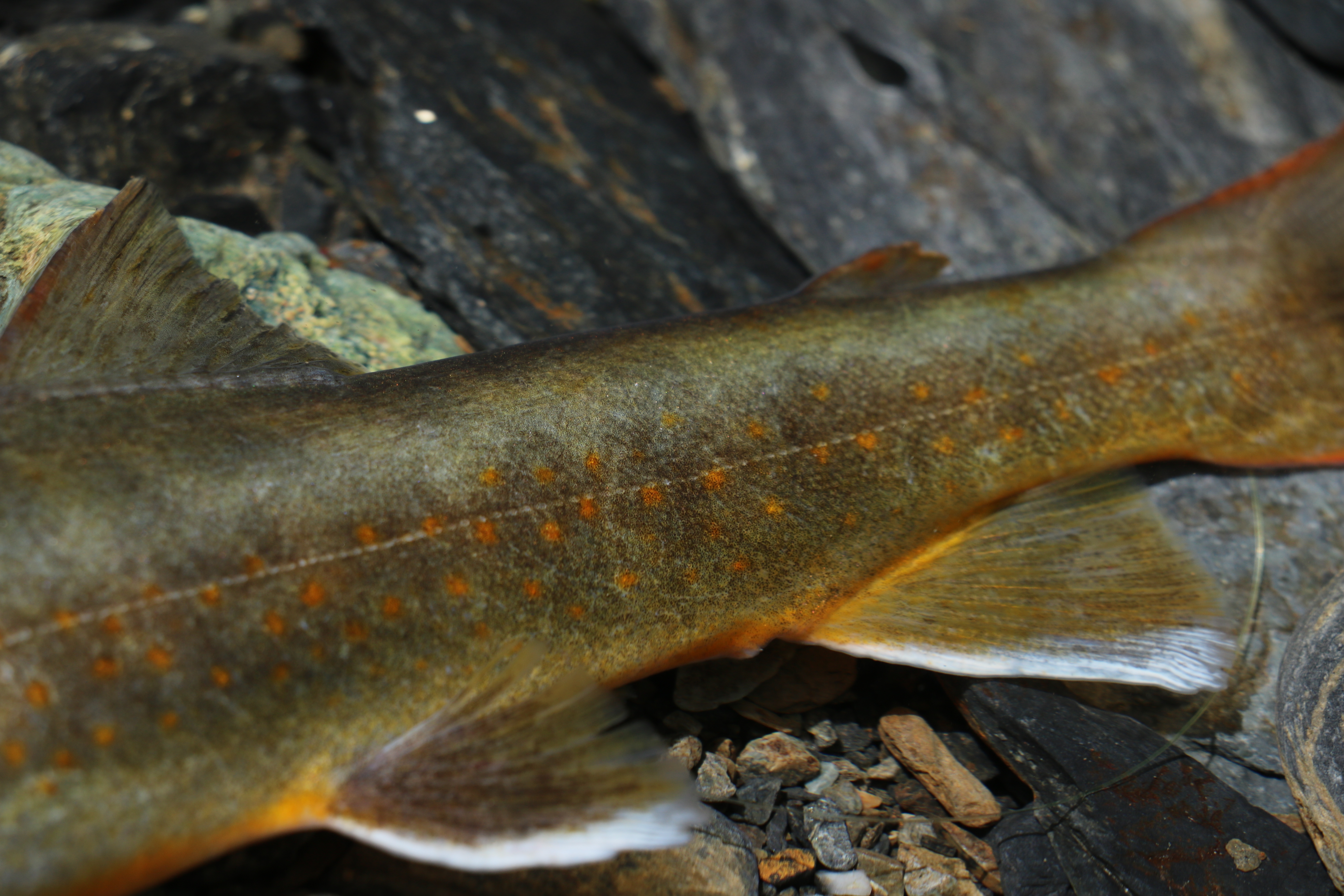 富士川水系 ヤマトイワナ — 尾部