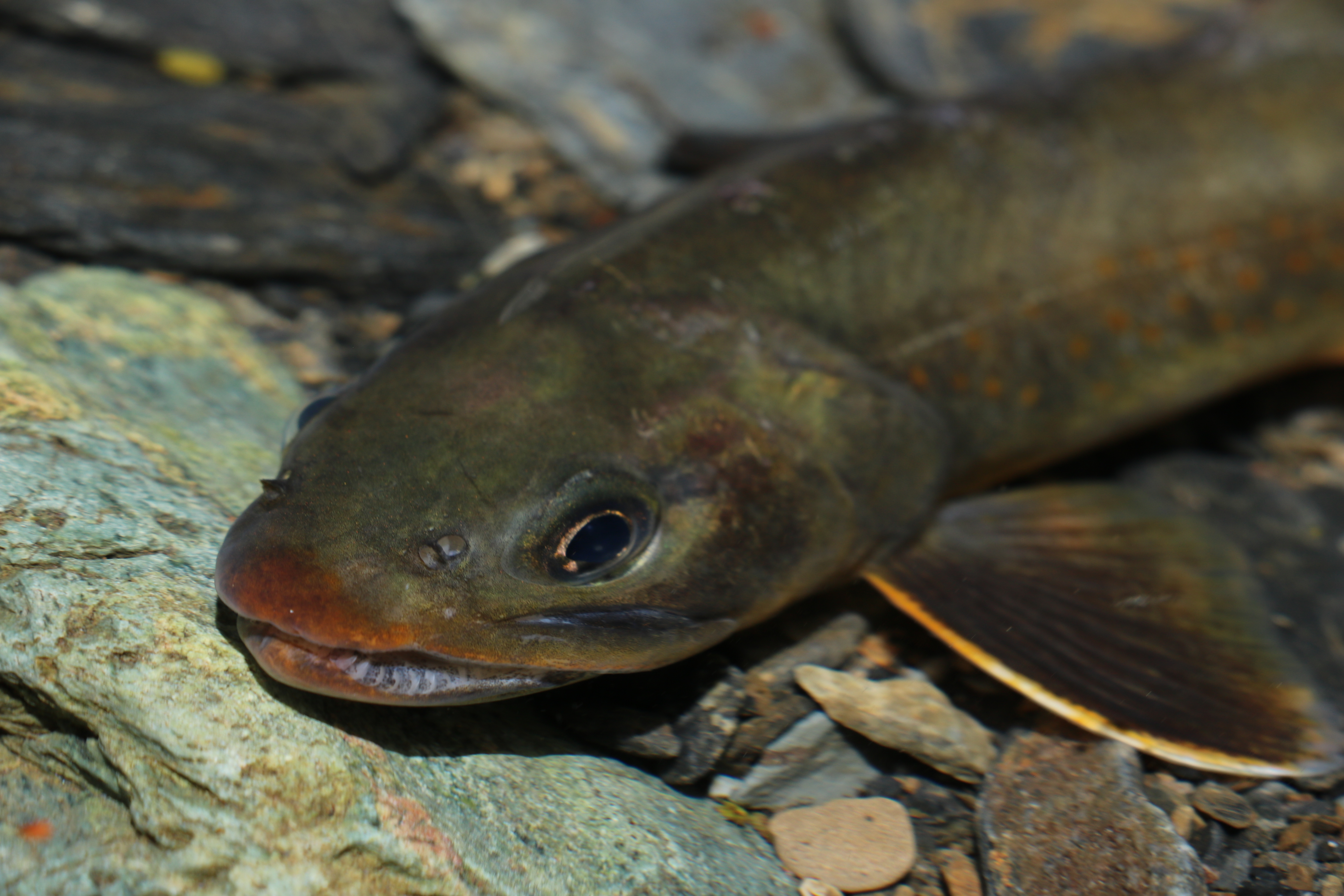 富士川水系 ヤマトイワナ — 頭部