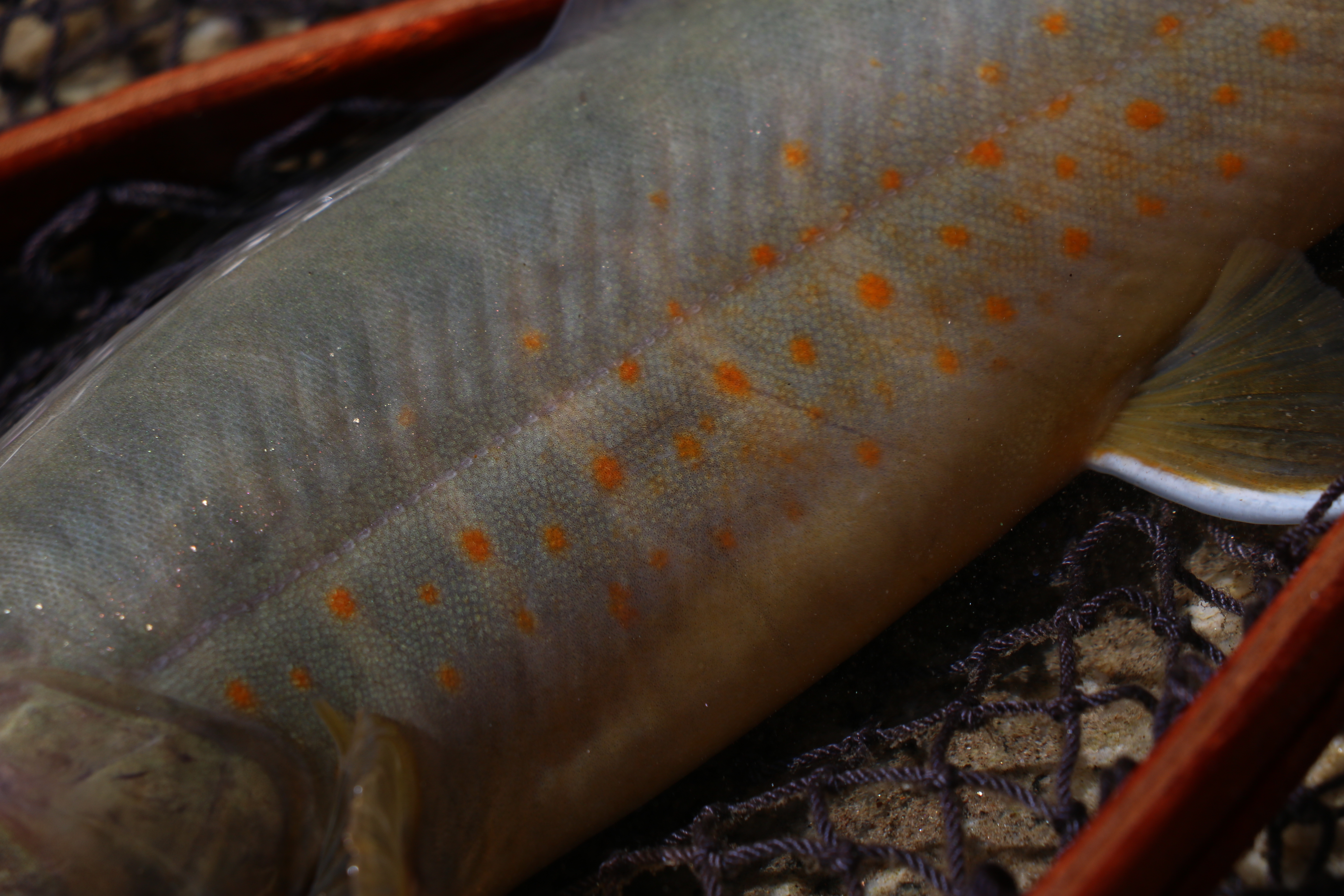 木曽川水系 ヤマトイワナ — 朱紅色斑点クローズアップ