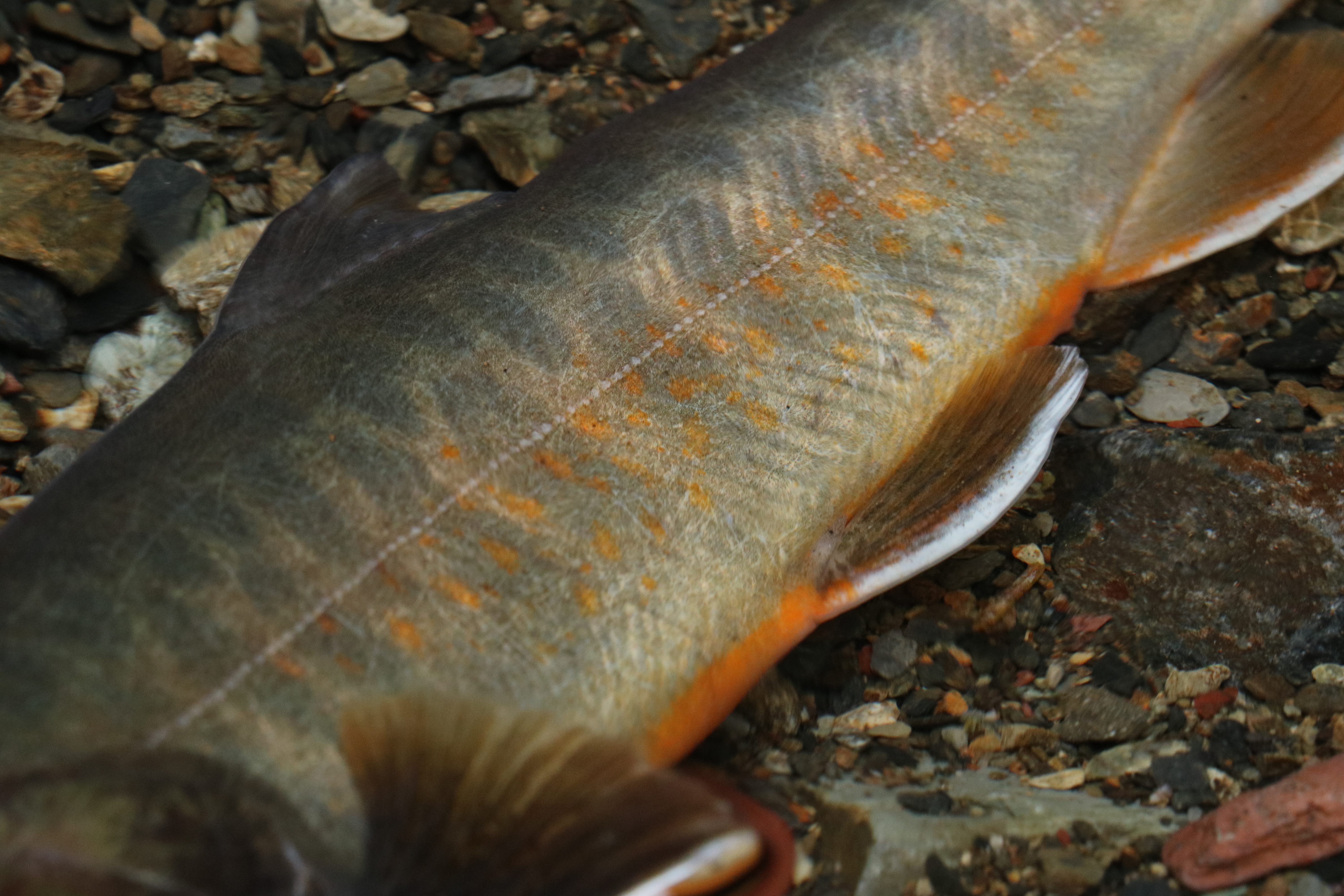 大井川水系 ヤマトイワナ — 尾鰭・背鰭