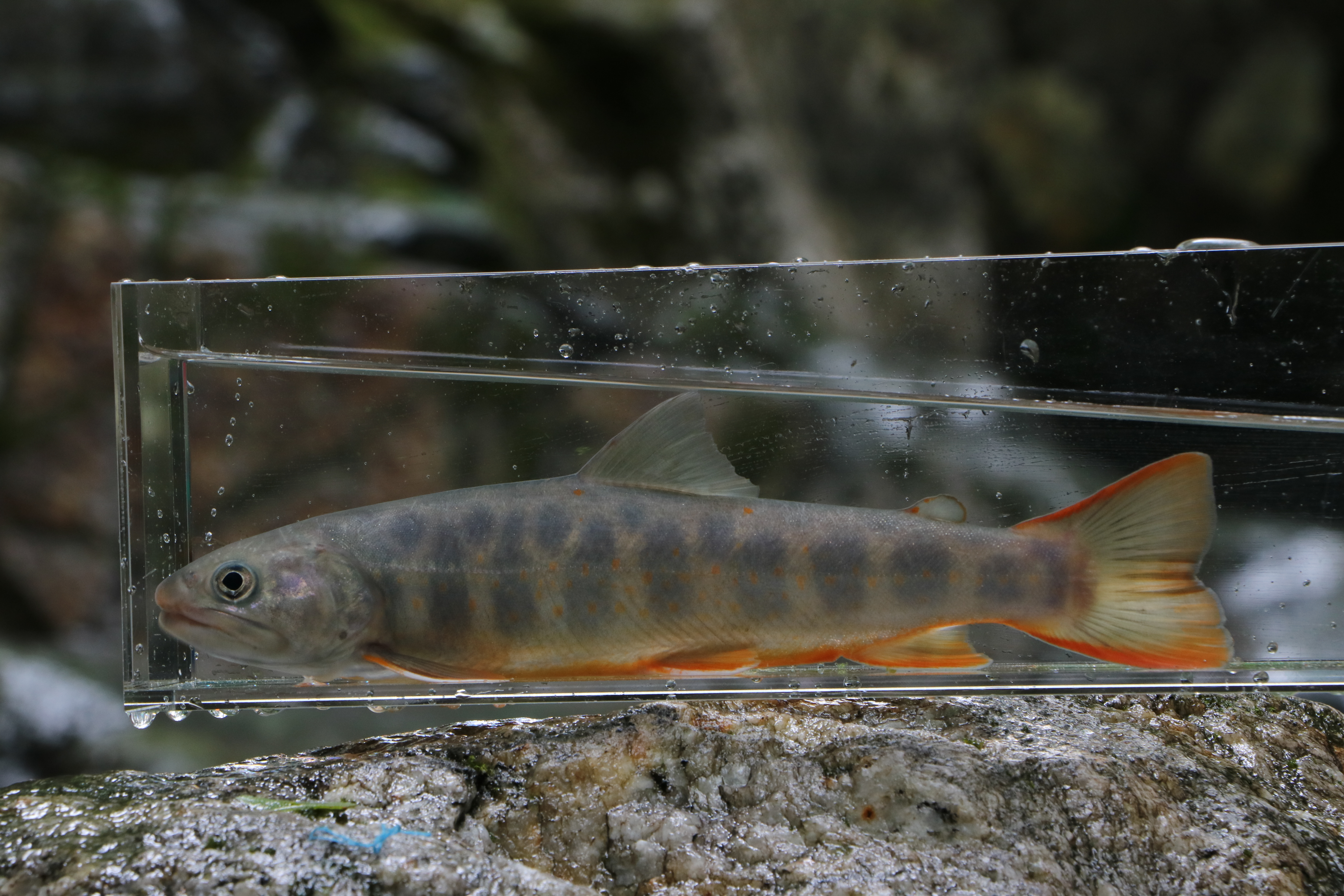 天竜川水系 ヤマトイワナ — 全身側面