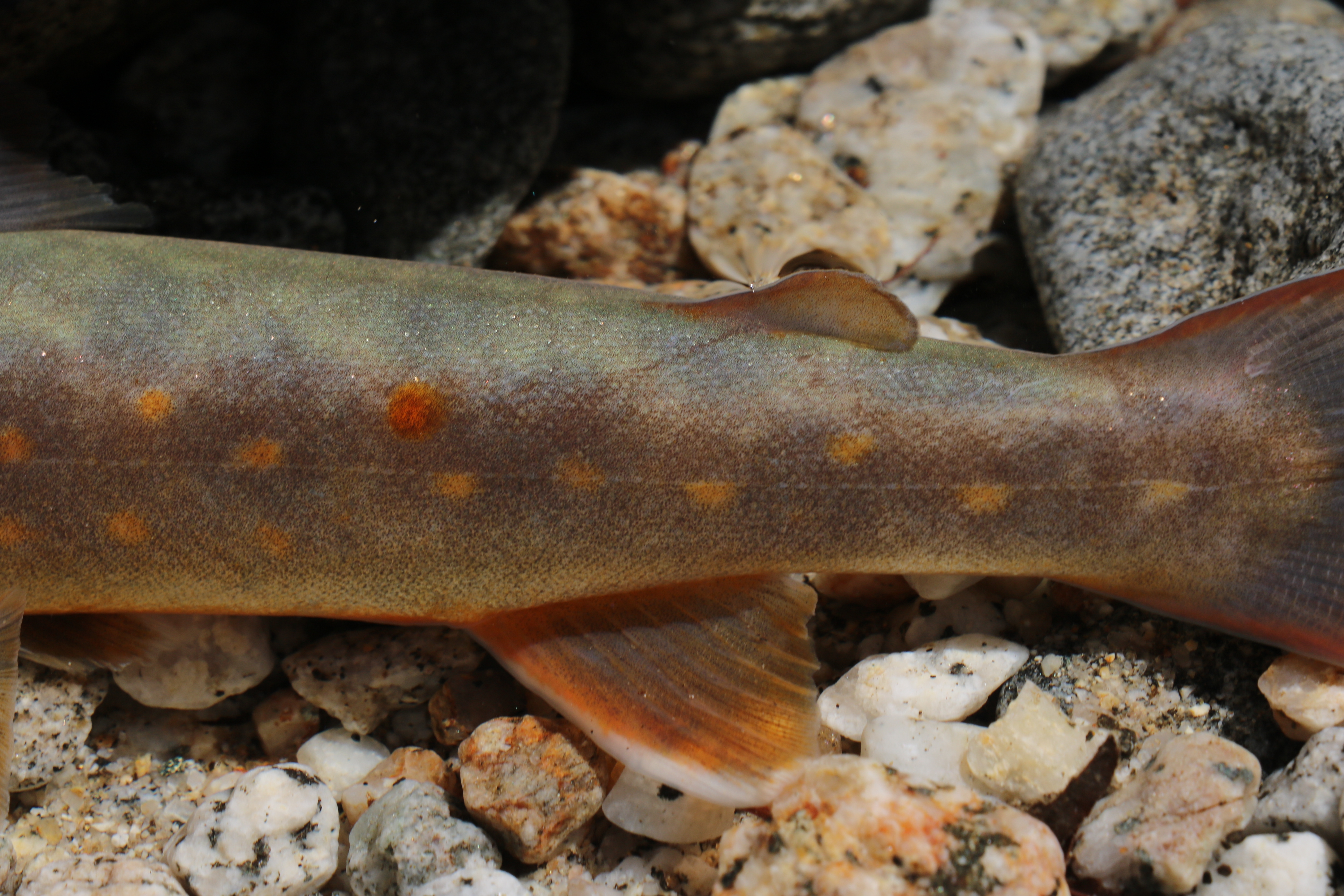天竜川水系 ヤマトイワナ — 尾部礫上